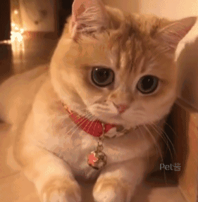 一只眼睛超大的猫咪,自带美瞳和眼线,网友:想一把把它偷走