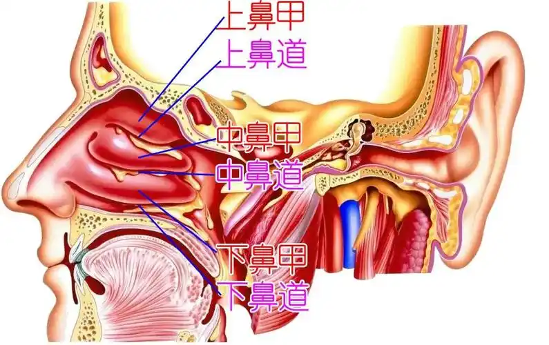 鼻腔的结构并没有很复杂,宽敞的鼻腔由上,中,下三条鼻甲分隔成对应的