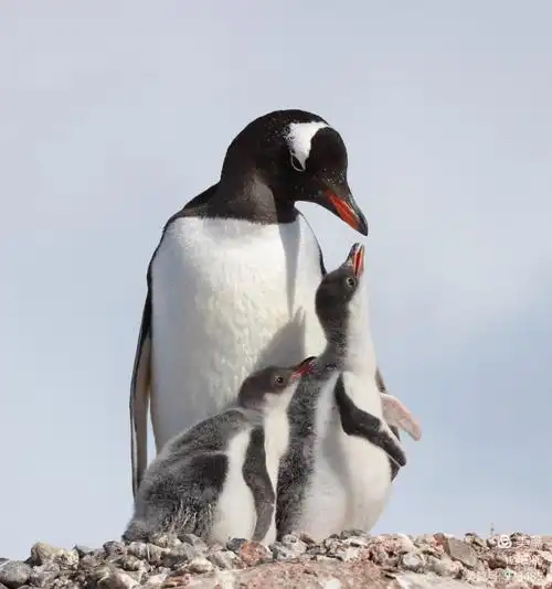 金图企鹅(1)—— 2019.01.13南极半岛