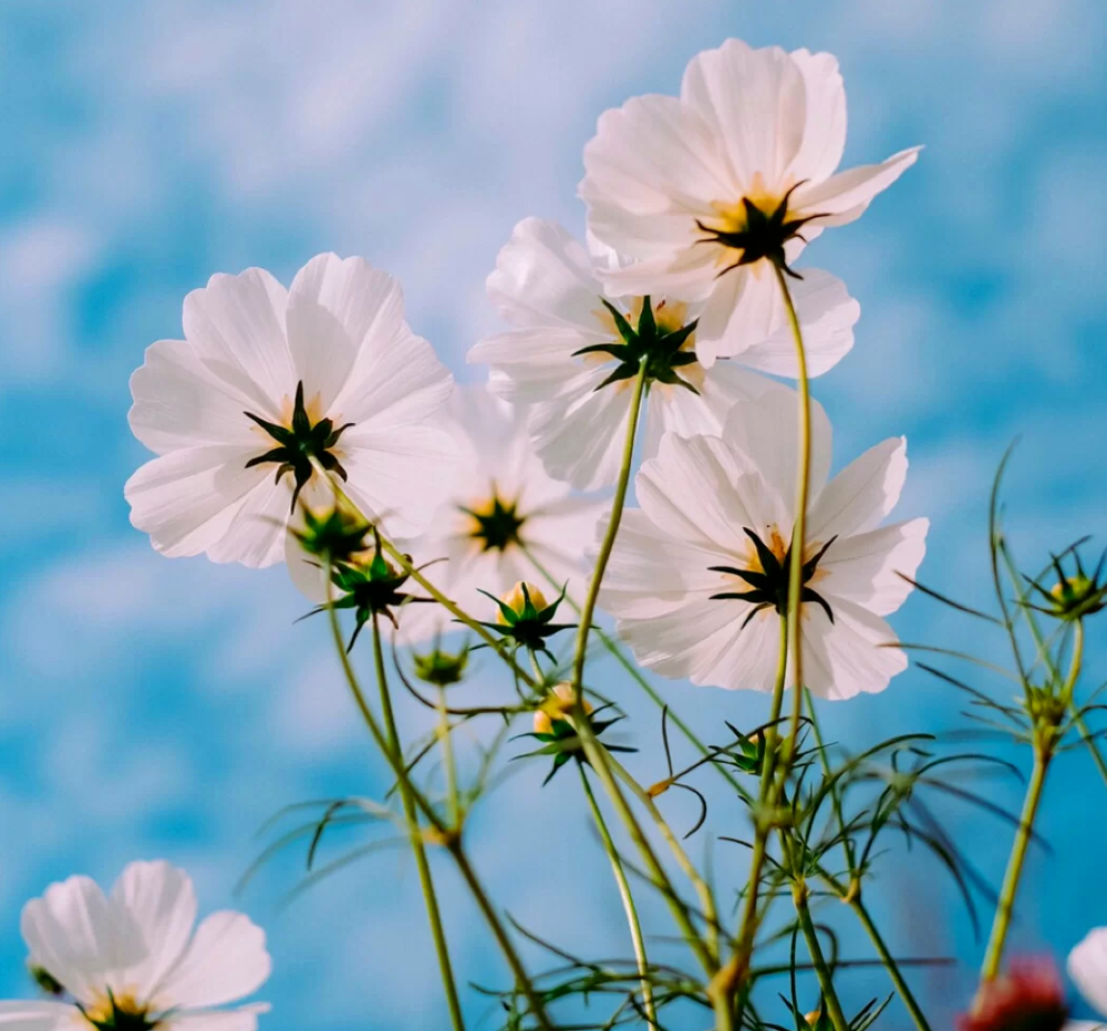 发朋友圈被秒赞的干净句子直抵心灵发朋友圈句句获赞