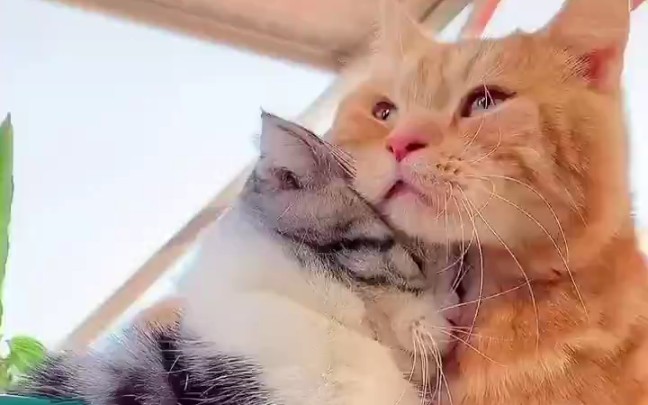 两个猫之间拥抱的平均持续时间是 3 秒.