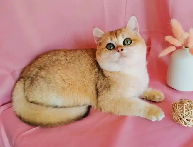 已售英短金渐层12色弟弟