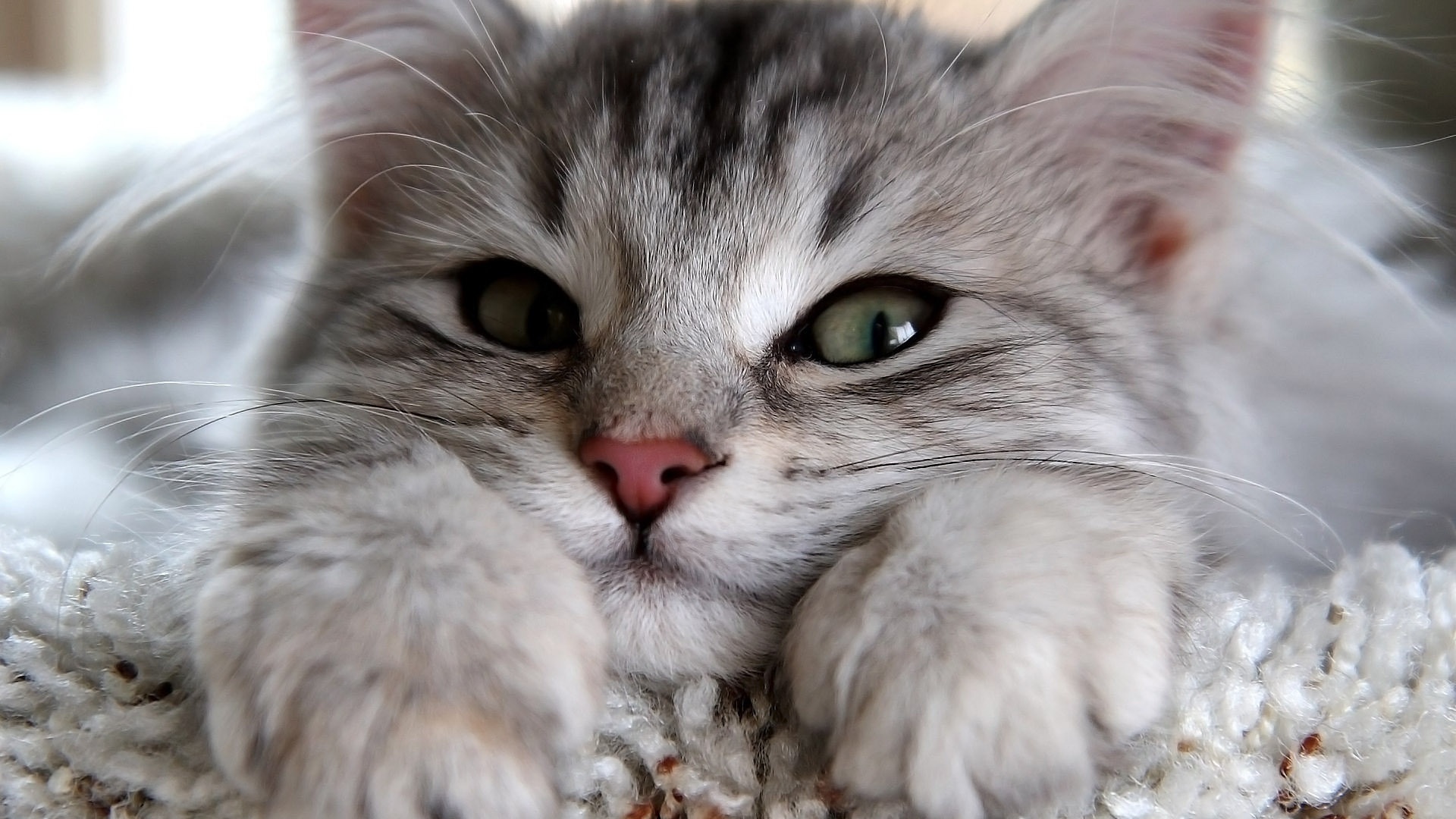 可爱猫咪特写美图电脑1080p桌面壁纸