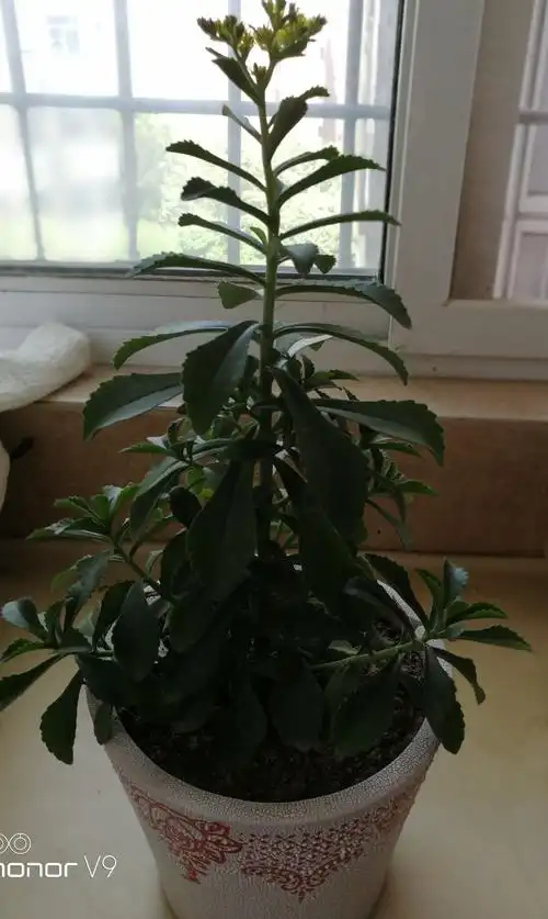 第六组:云南白药花!