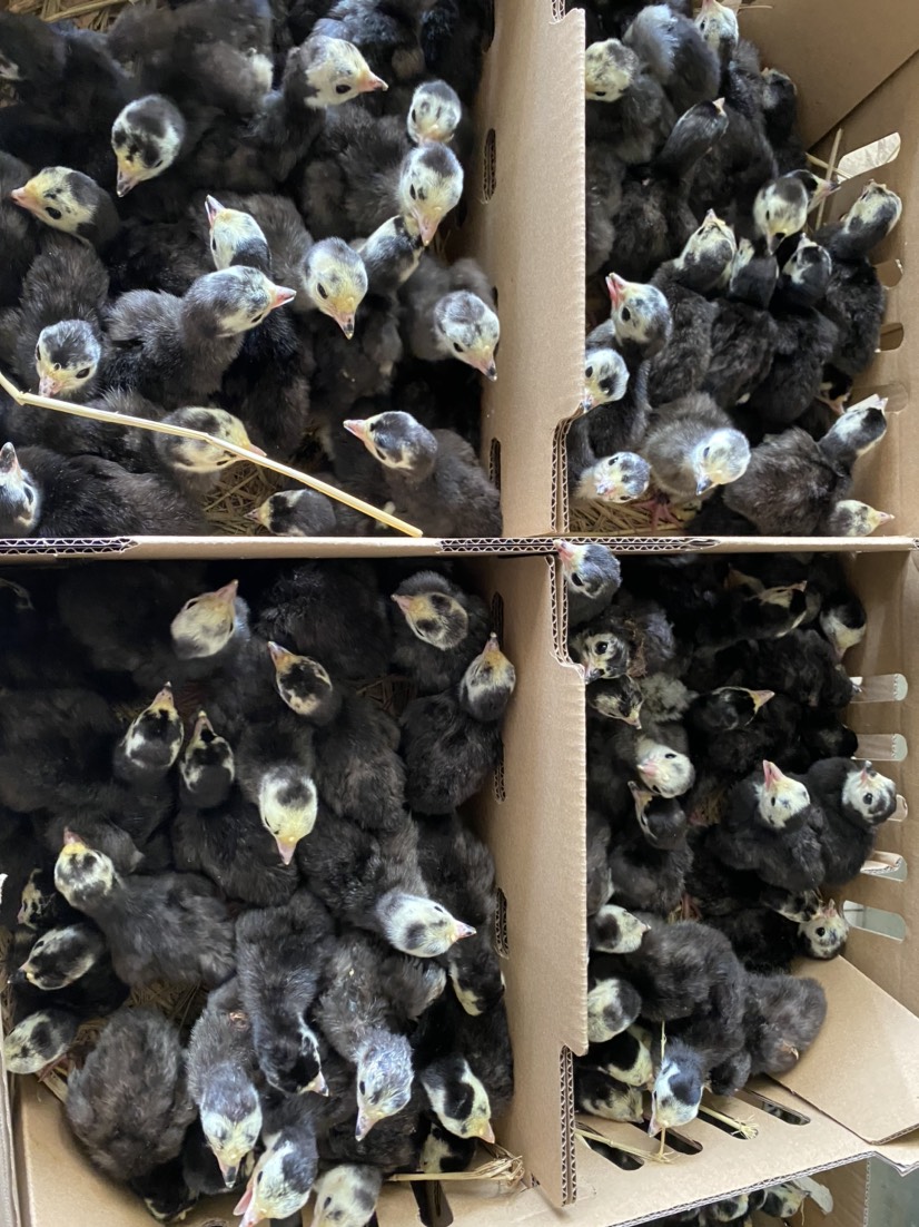 贝蒂娜火鸡苗包邮包做好疫苗