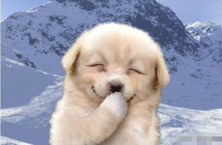 puppy smile - 萌宠笑啦_可爱_萌萌哒表情