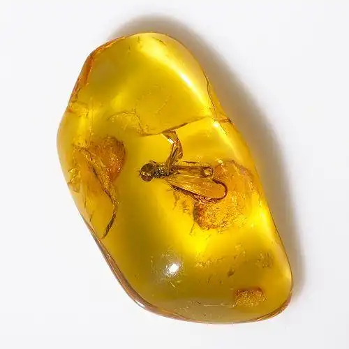 亿万年前的琥珀昆虫