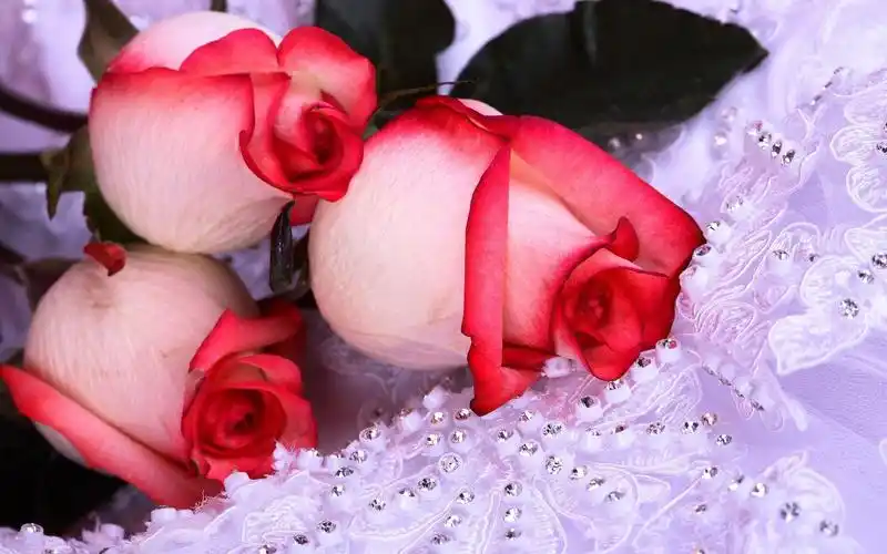 桌面壁纸玫瑰花高清大图-壁纸图片大全