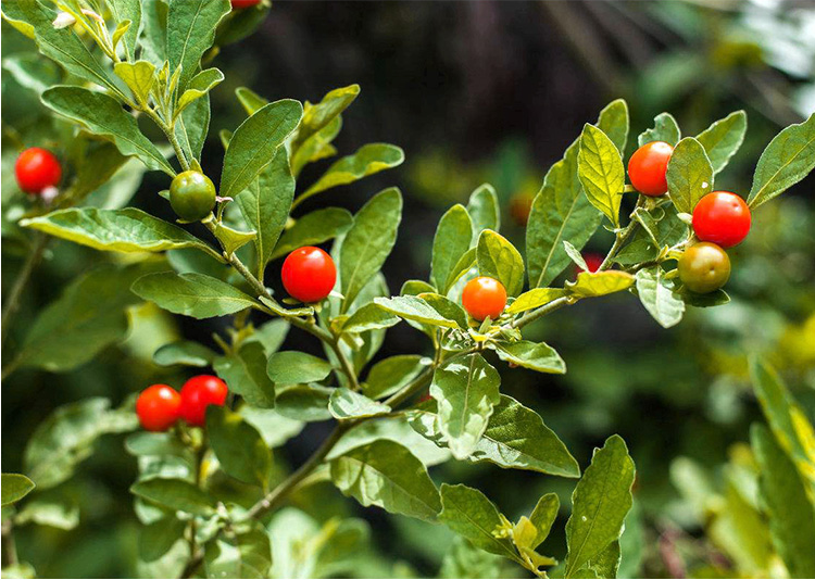 看豆盆栽观果植物冬珊瑚吉庆果看樱桃开心桃珊瑚豆花卉绿植果子成熟后