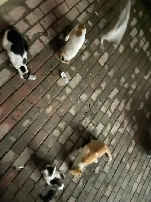 家猫不如野猫香啊