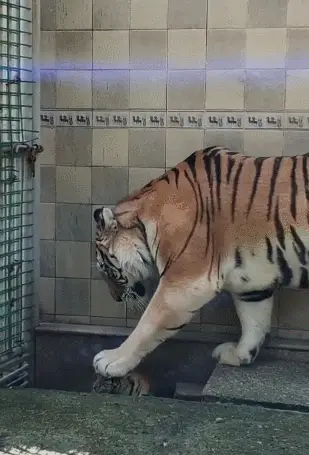 309_455竖版 竖屏gif 动态图 动图