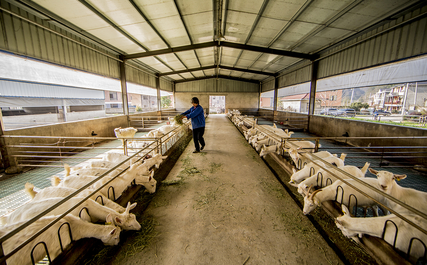 高泌乳力奶山羊优良品种的选育和鲜羊奶,羊奶酪,羊奶皂等衍生产品的