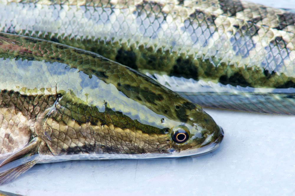 话说乌鳢在民间它被称作孝鱼钓鱼人眼里它是很好的垂钓对象