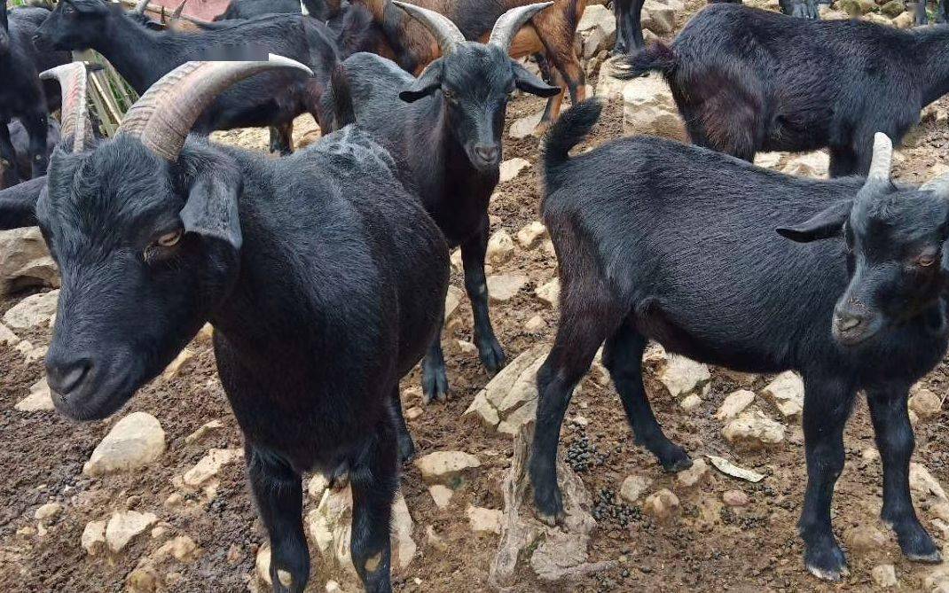 我国14种最好的土山羊品种详细介绍