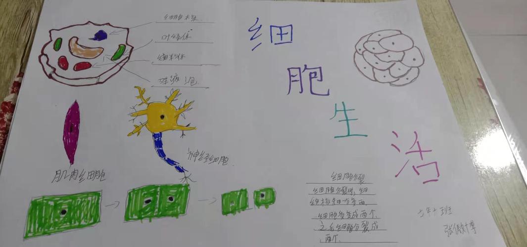 遇见细胞生物手抄报生物手抄报