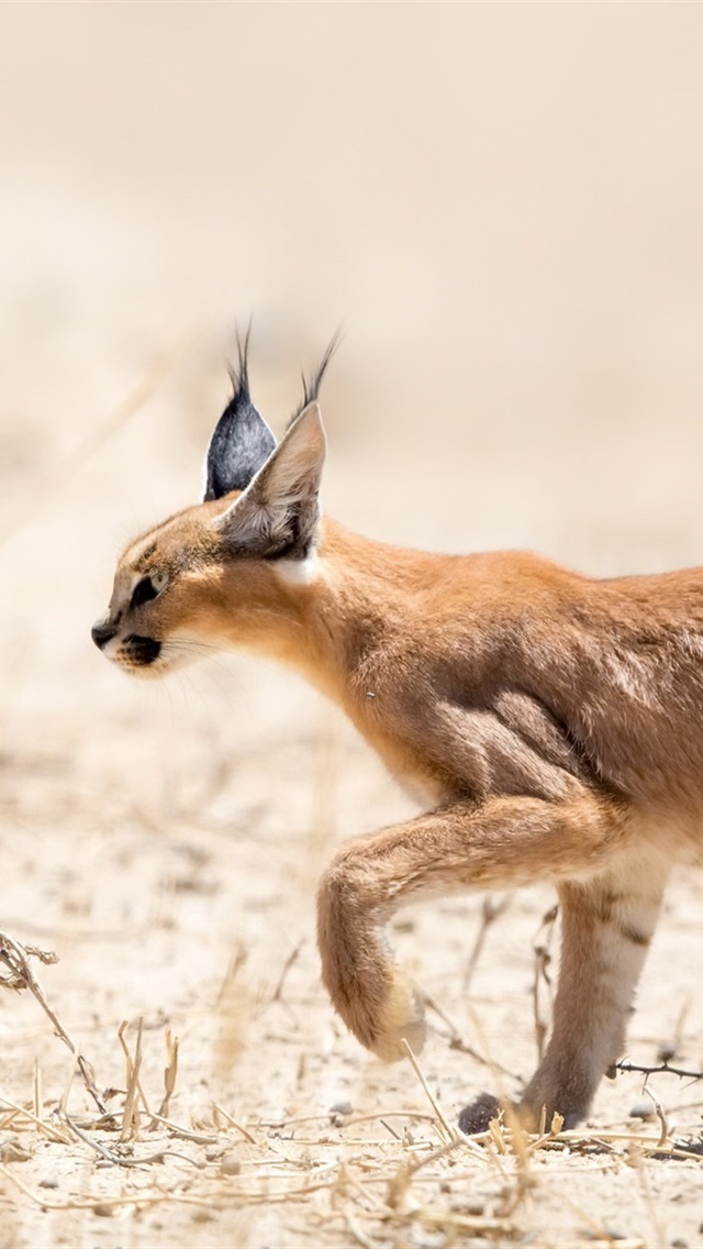 iphone 壁纸 野猫,散步