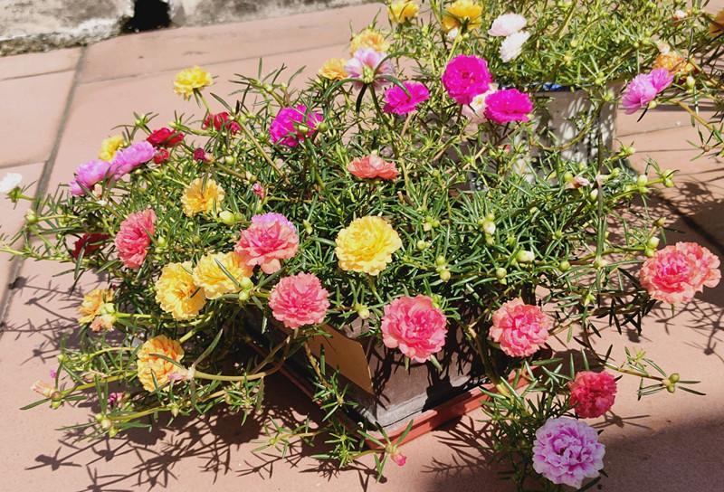 "死不了"太阳花的大花园艺品种——重瓣太阳花,又名松叶牡丹,一款漂亮