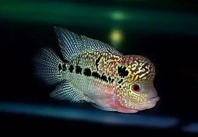 罗汉鱼品种,不要再被鱼商欺骗了(罗汉鱼最佳混养)