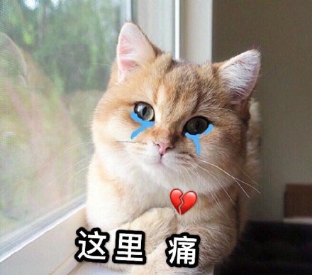 这里心痛(猫咪表情包)_猫咪_心痛_这里表情
