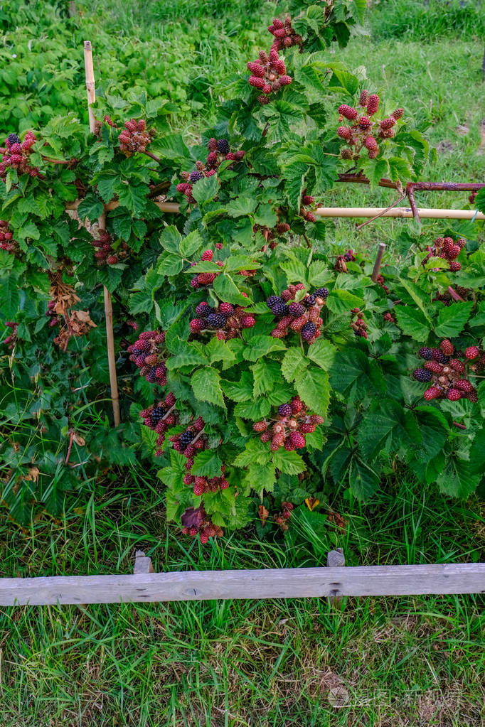黑莓灌木生长与大量的水果