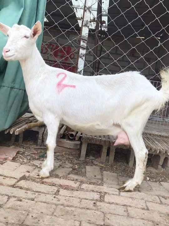 出售萨能奶山羊多少钱一只