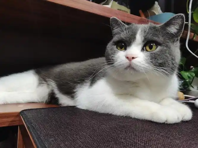 蓝白小母猫找帅气男友