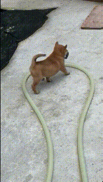 gif男人好色真的不是后天养成的