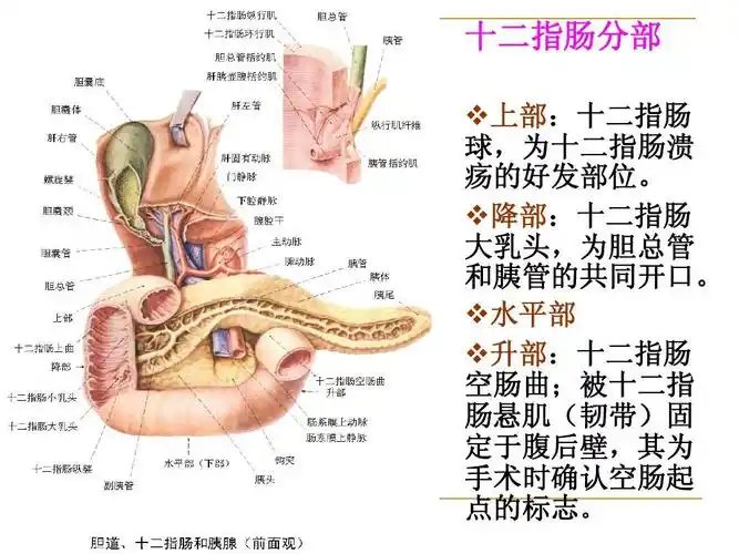 第五章消化系统2小肠~腹膜ppt