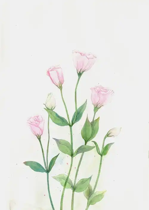 水彩插画花卉手绘033100发布于 2017/12/29 09:04插画师   绘本作者