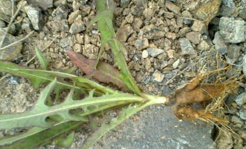 蒲公英根有假的吗