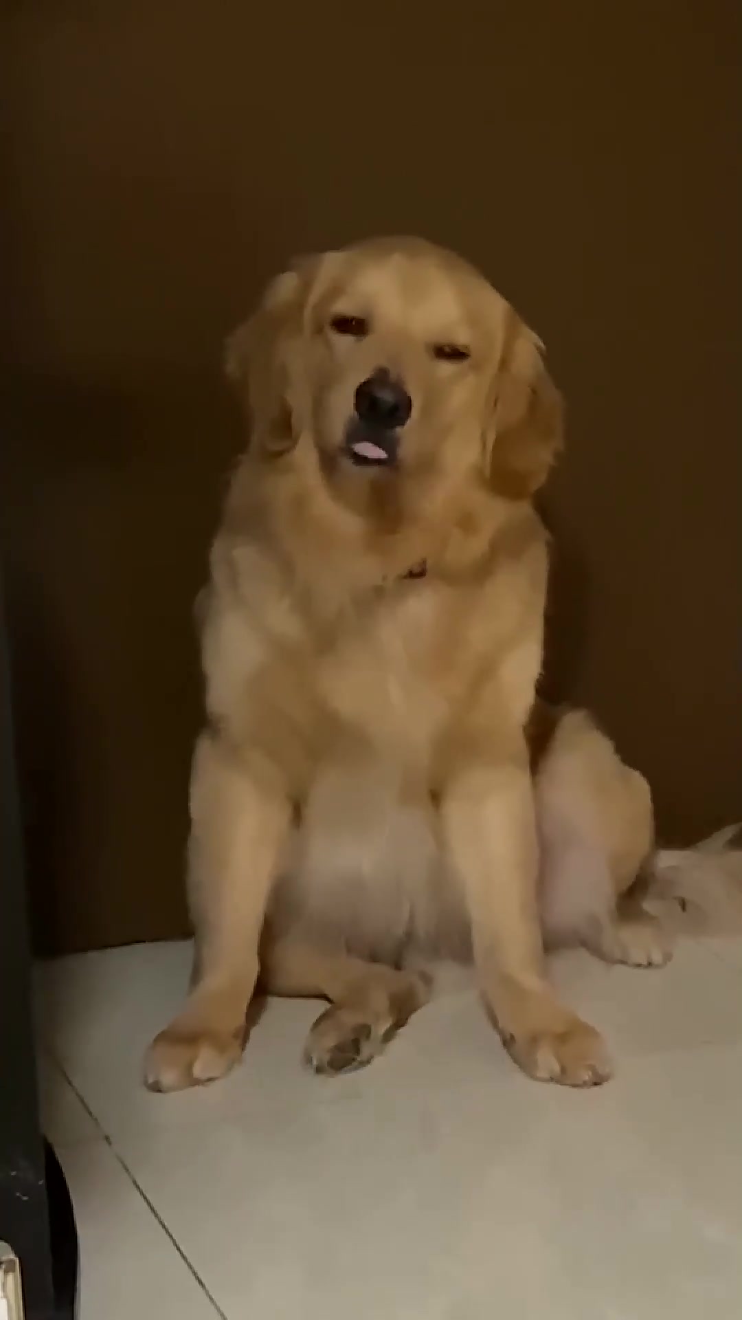 盘点宠物的搞笑瞬间,狗狗迷惑行为,被骂的像个老大爷-度小视