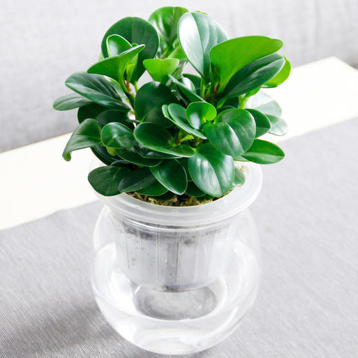 小绿萝红掌虎皮兰蟹爪兰观音竹水培系列绿植盆栽自动吸水懒人植物盆栽