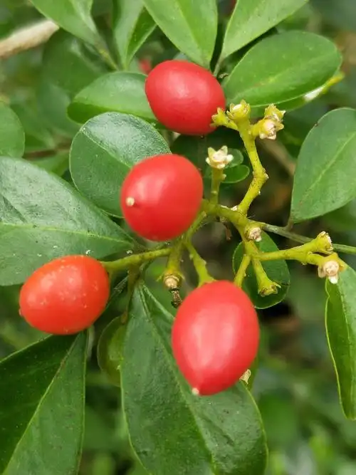 三亚行(之三)——呀诺达热带雨林
