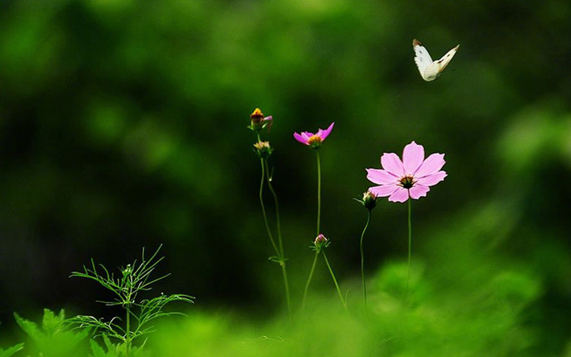 上一张 下一张 简介 绿色护眼植物图片电脑壁纸~~分享一组小清新