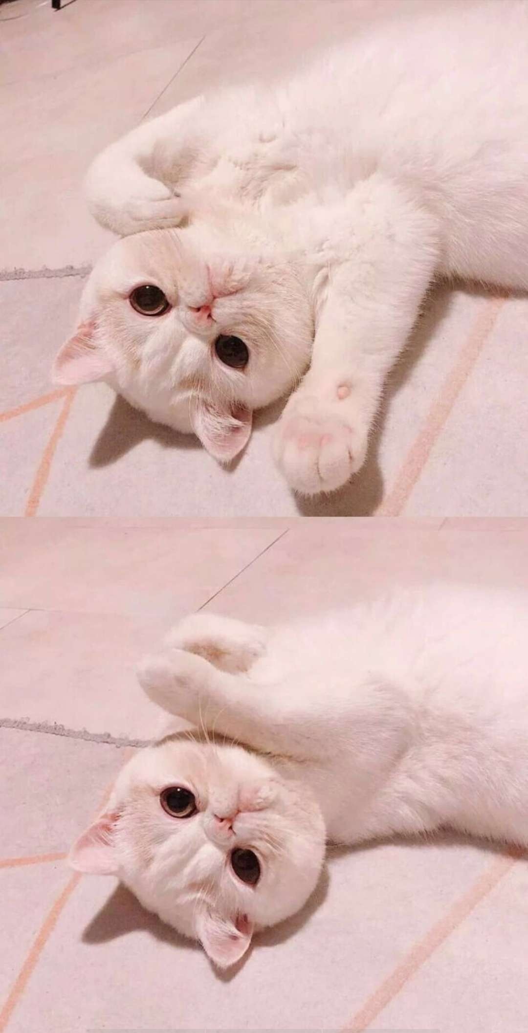 苏沫可爱萌系猫咪文艺范清新拼接壁纸