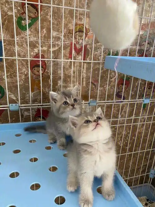 这算蓝金吗蓝猫和金渐层的崽