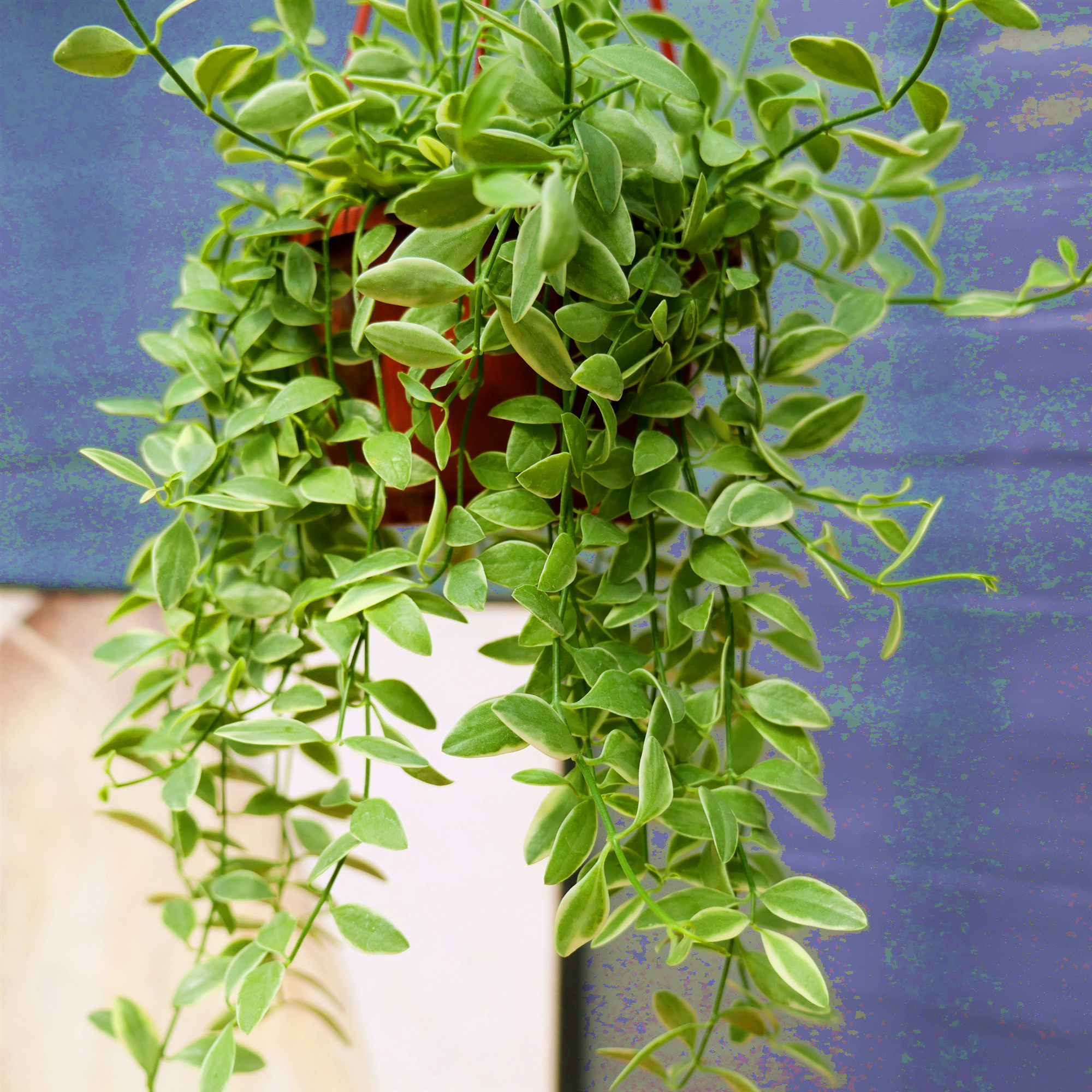 花伴金边翡翠恋人吊兰盆栽垂钓壁挂植物办公绿植