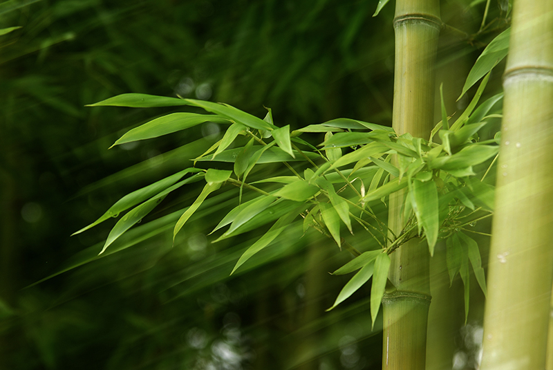 竹韵-"孔子故乡 中国山东"网络摄影大赛官方网站