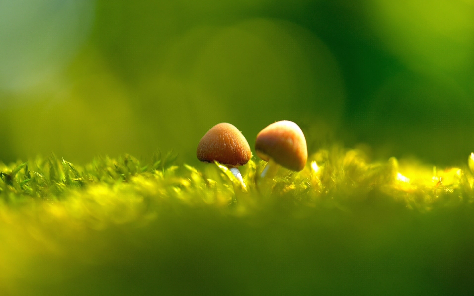 清新护眼小蘑菇桌面壁纸