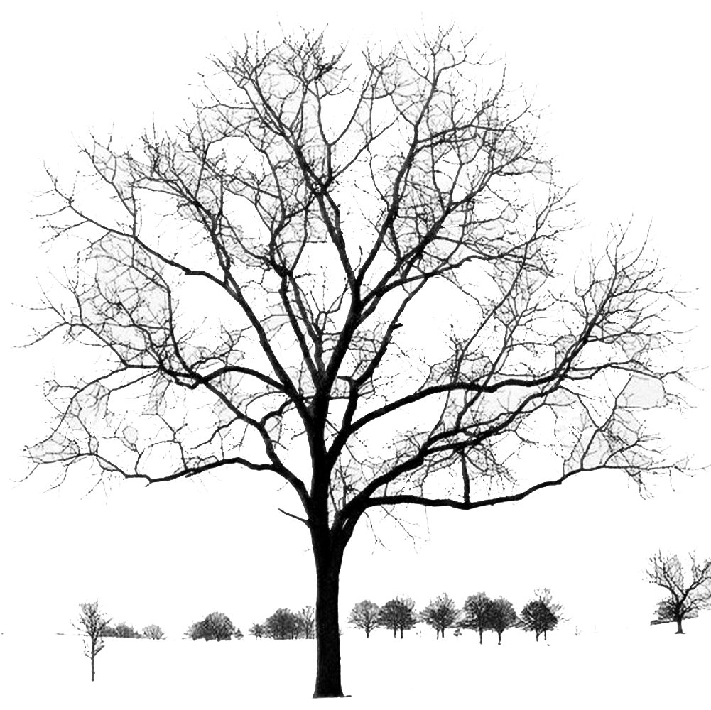 把图中的的那些树单独抠出来做成透明背景的