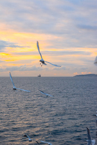 海鸥在海上日出时在天空中飞翔. 蓝色的大海,红色和黄色的天空.