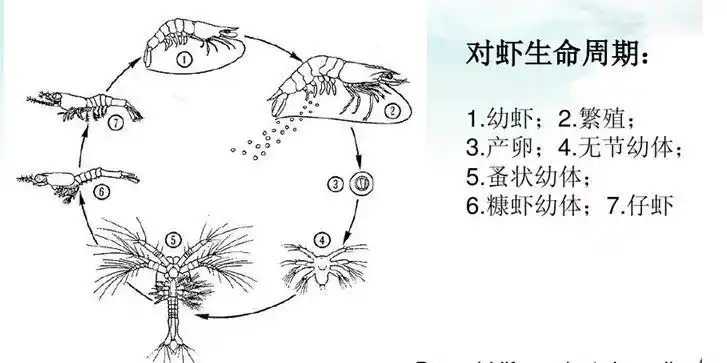 视频文字对虾蜕壳与生长过程中不得不说的几点