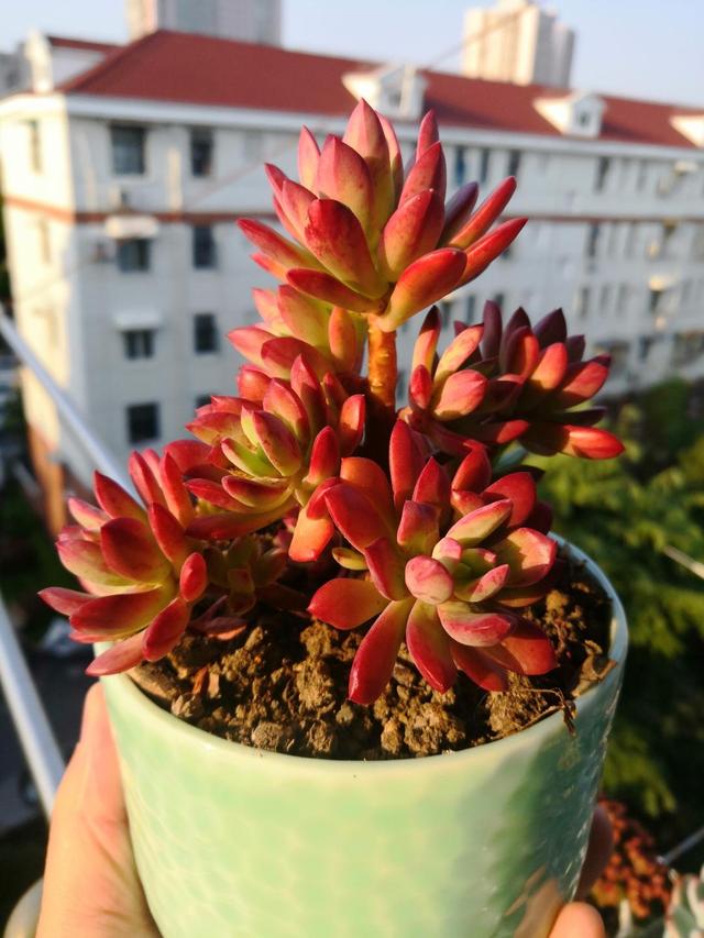 多肉红稚莲爱喝水备好三种水咕噜冒崽二三年养成小老桩