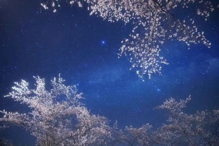 星空  #樱花  #春天  疫情快点结束吧期待春天