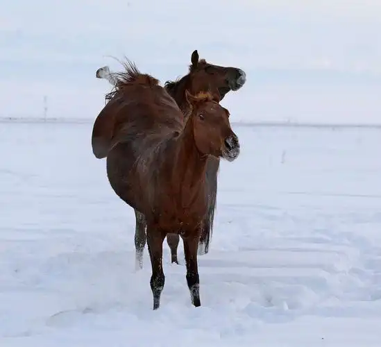 "勇敢的自由人"——哈萨克族