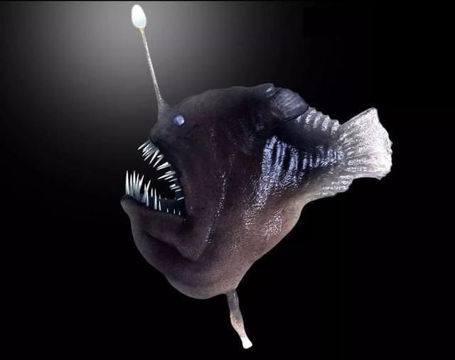 雄灯笼鱼到底有多懒?_深海_寄生_环境