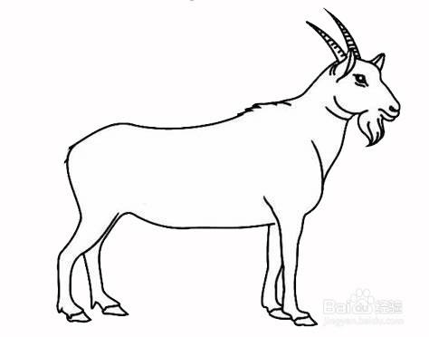 家养山羊的简笔画
