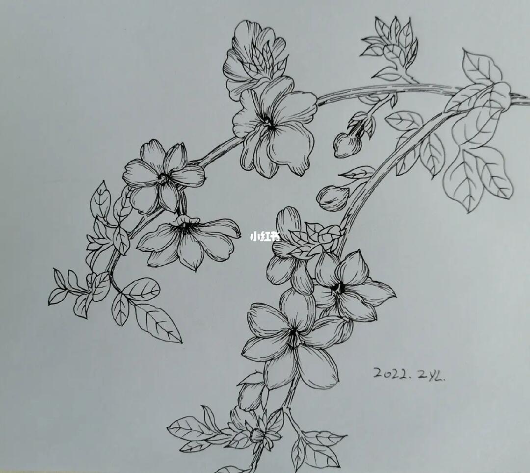 迎春花线描