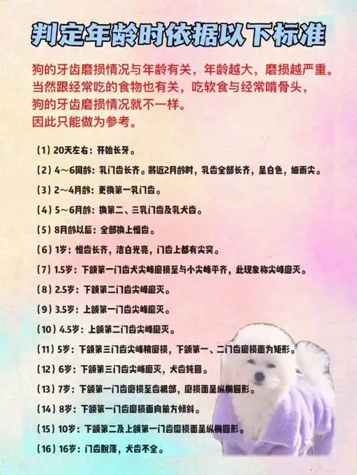 狗狗牙齿与年龄的对照表你们看懂了吗
