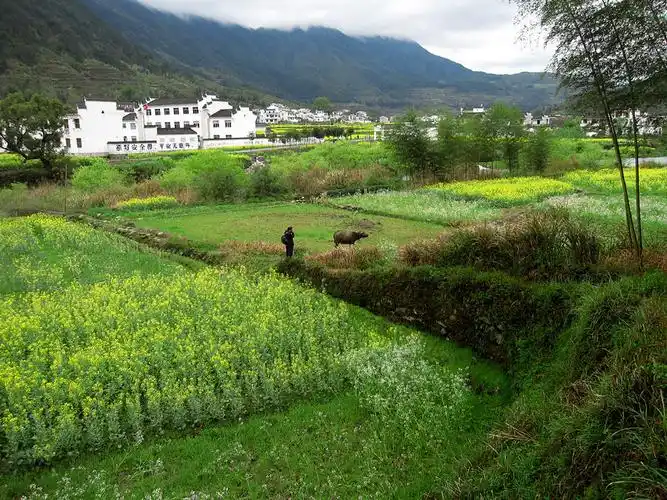 美丽的乡村婺源:深山.黄花.人家.云雾缭绕,宛若仙境!